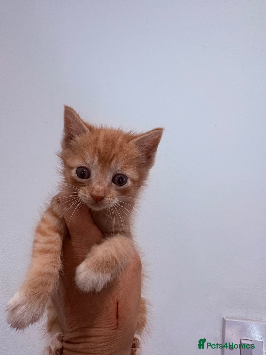 Mixed Breed cats for sale:  Beautiful little kittens needing new homes  - Image 3