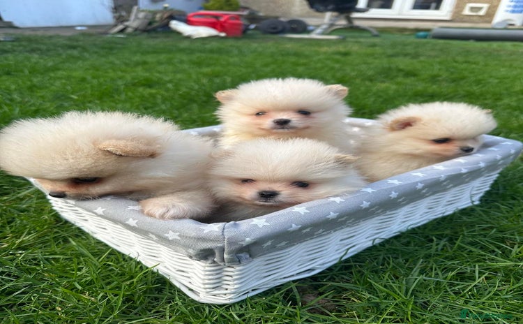 Pomeranian dogs - Advert 1