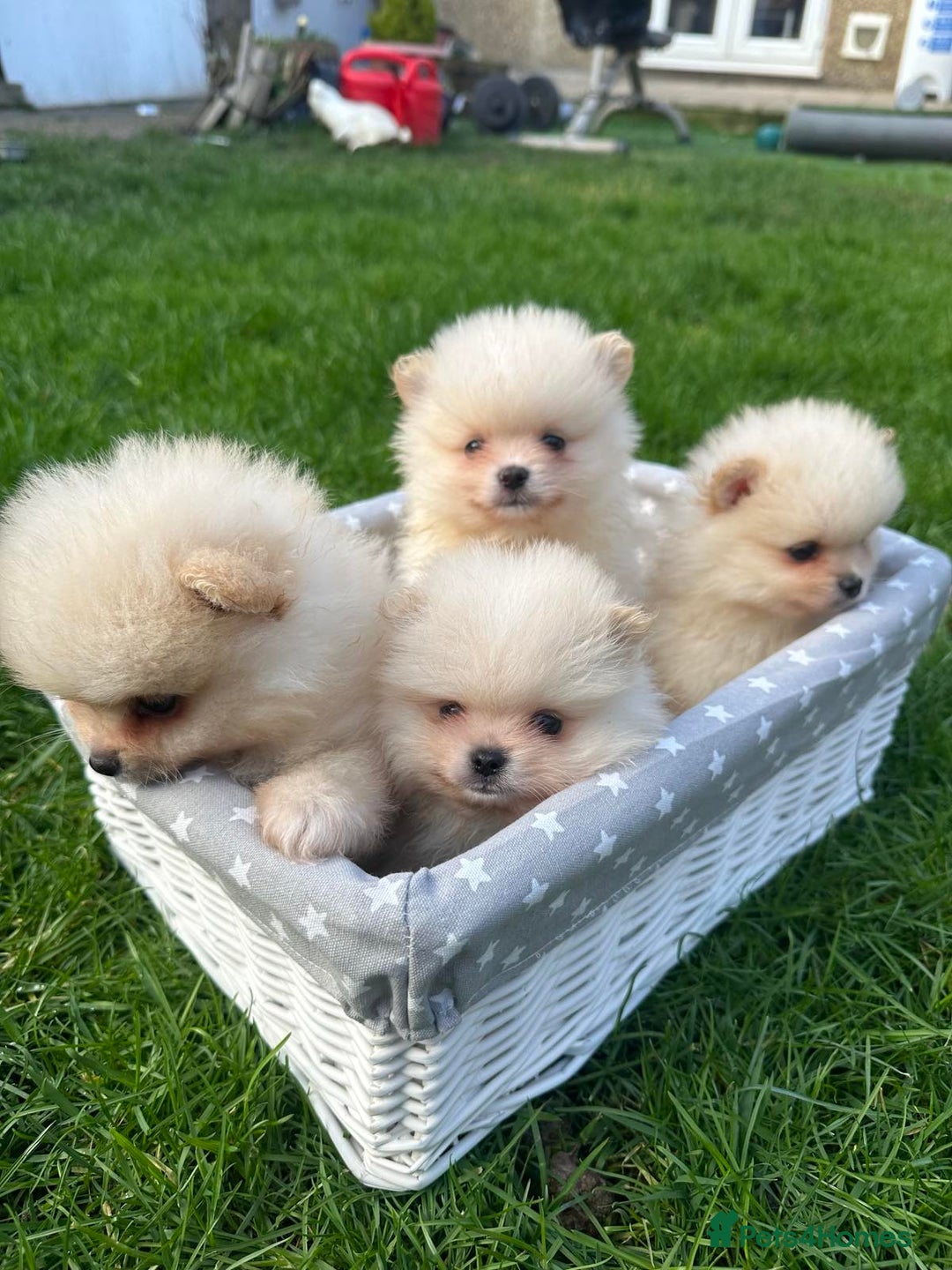Pomeranian dogs for sale: Adorable Pomeranian Puppies for Sale!  - Image 1