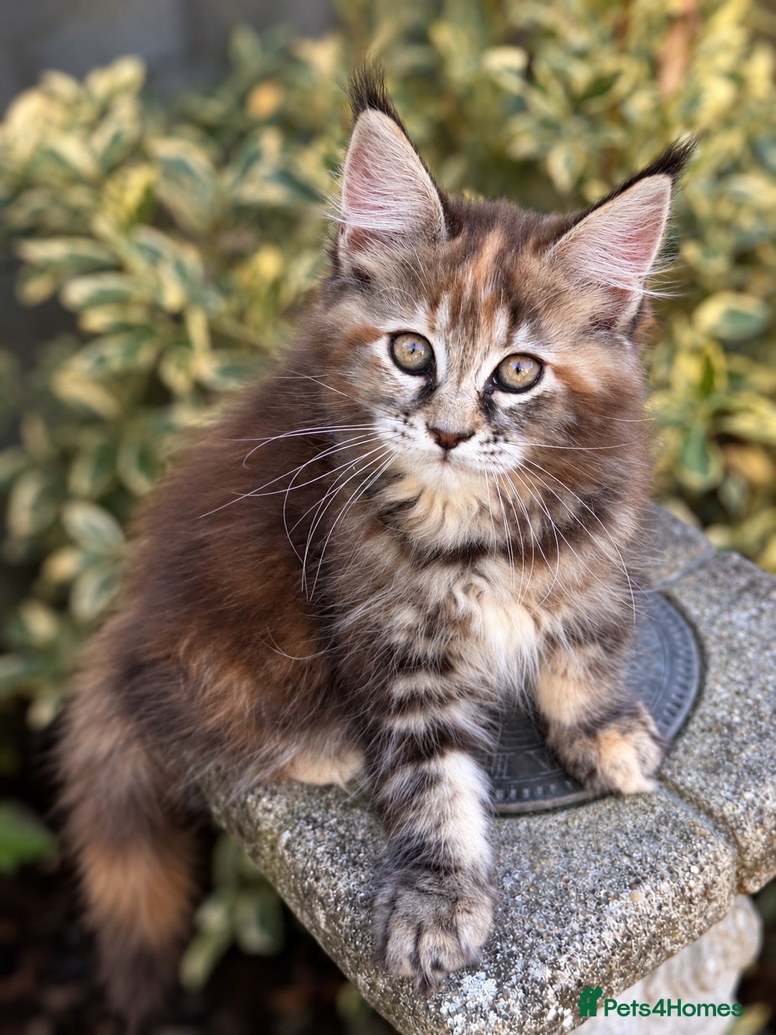 Maine Coon cats TICA Registered Pedigree Maine Coon Girls - Advert 1