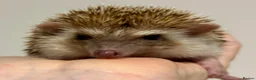 Pygmy Hedgehog rodents for sale: Girls Boys Ethically Bred African Pygmy Hedgehogs - Advert 21