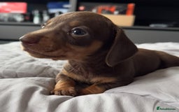 Miniature Dachshund dogs for sale: True miniature smooth coat dachshund puppies  - Image 11