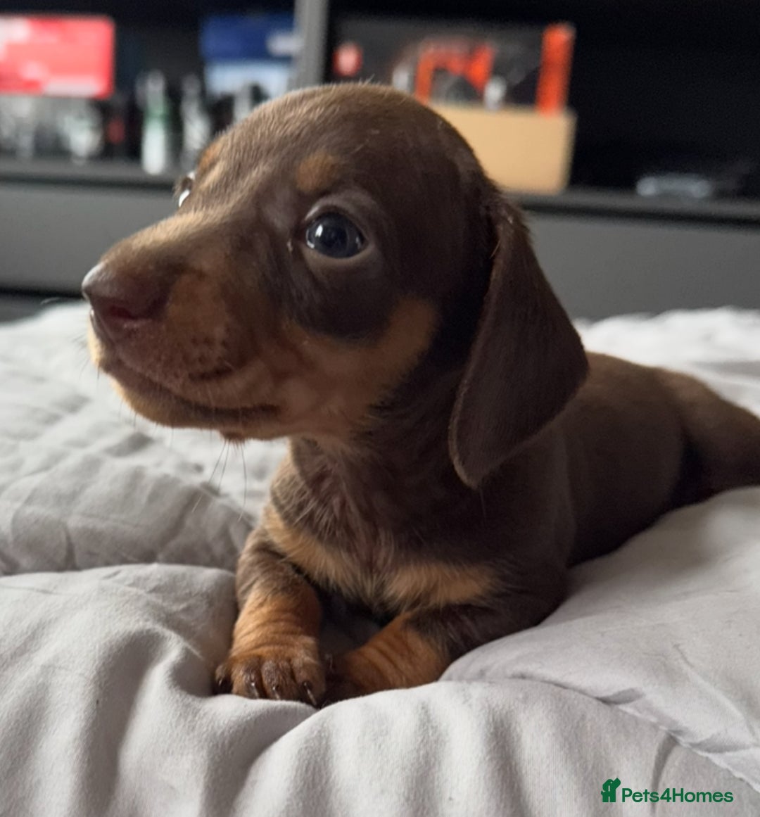 Miniature Dachshund dogs for sale: True miniature smooth coat dachshund puppies  - Image 11