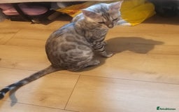 Bengal cats for sale: Cute bengal cat  - Image 4