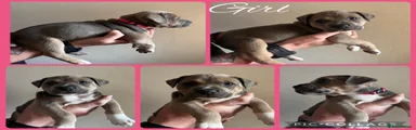Staffordshire Bull Terrier 7