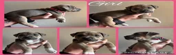 Staffordshire Bull Terrier dogs for sale: Staffordshire Bull Terrier Puppies in Coleraine - Advert 7