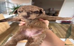 Miniature Poodle dogs for sale: Miniature poodles REDUCED READY TO LEAVE NOW  - Image 13