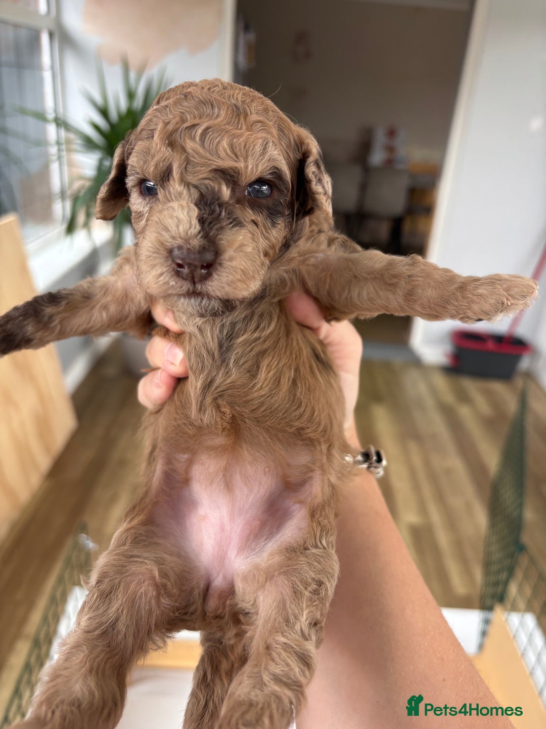 Miniature Poodle dogs for sale: Miniature poodles REDUCED READY TO LEAVE NOW  - Image 13