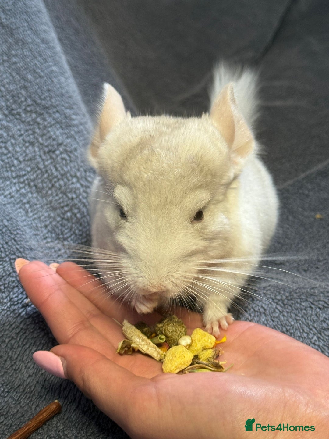 Chinchilla rodents for sale: Beautiful & Friendly Baby Chinchillas  - Image 5