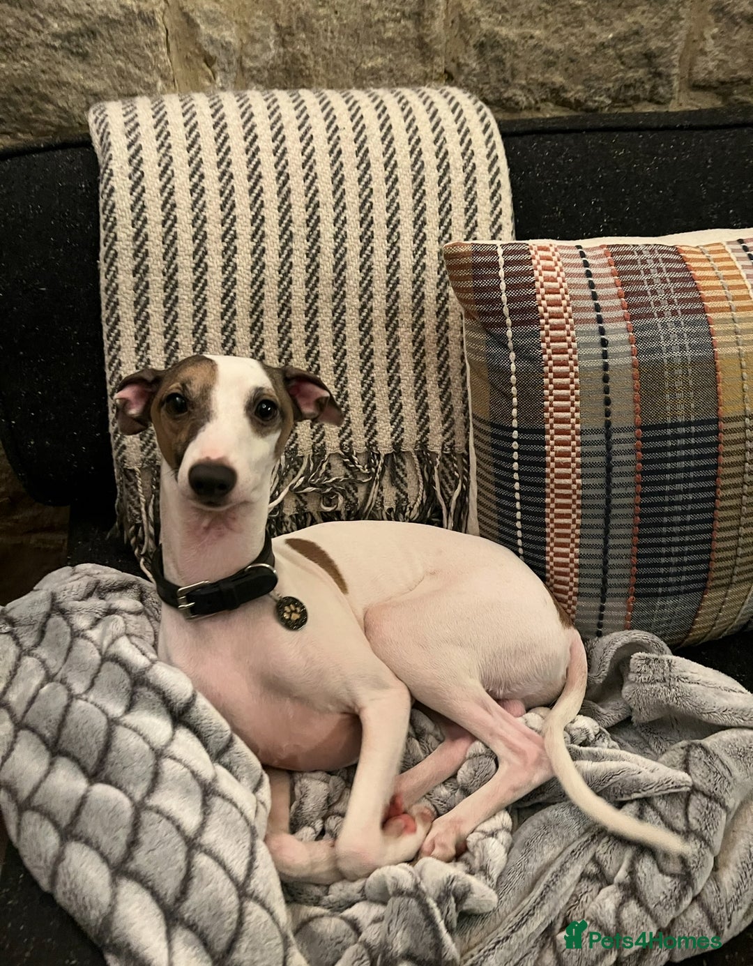 Italian Greyhound dogs for sale: Cutest ** KC Italian Greyhound’s  - Image 17