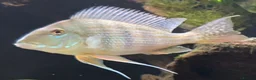 Cichlids fish for sale: Geophagus Altifrons FOC in Nottingham - Advert 2