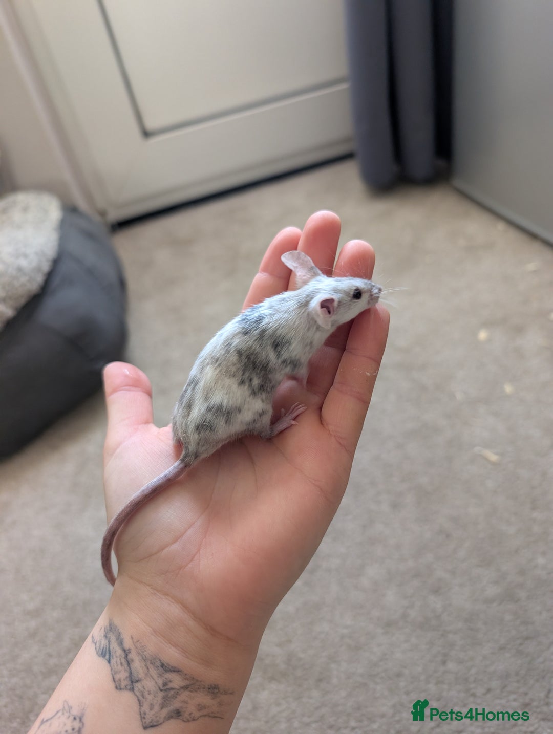 Mouse rodents for sale: Male and female splashed fancy mice  - Advert 2