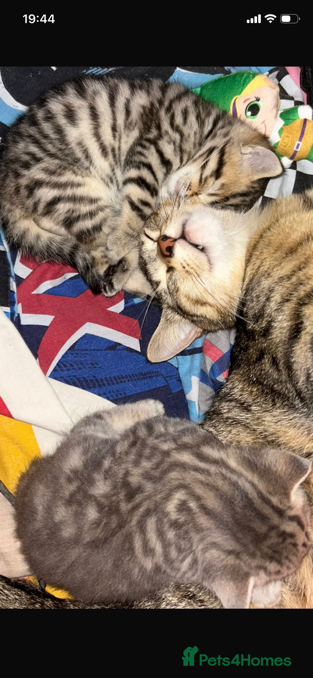 Savannah cats for sale: F4-F5+Savannah Kittens - Advert 27