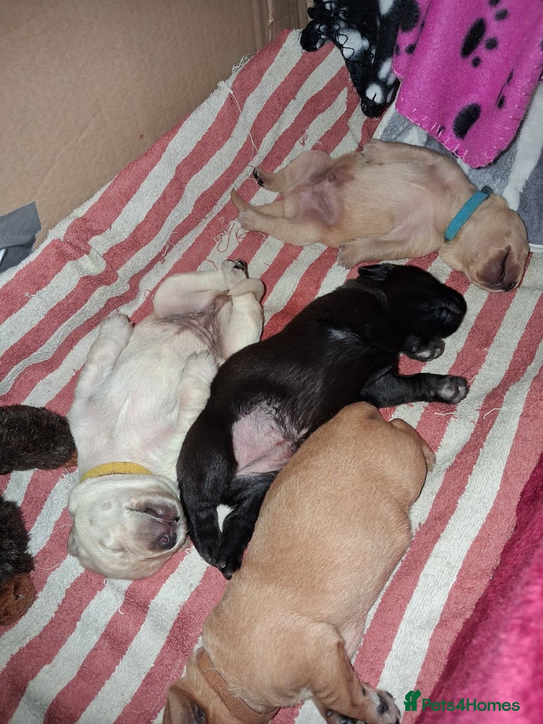 Labrador Retriever dogs for sale: Labrador Retriever Puppies (FIVE remaining) - Advert 14