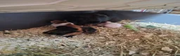 Guinea Pig rodents for sale: New baby piggies  - Advert 10