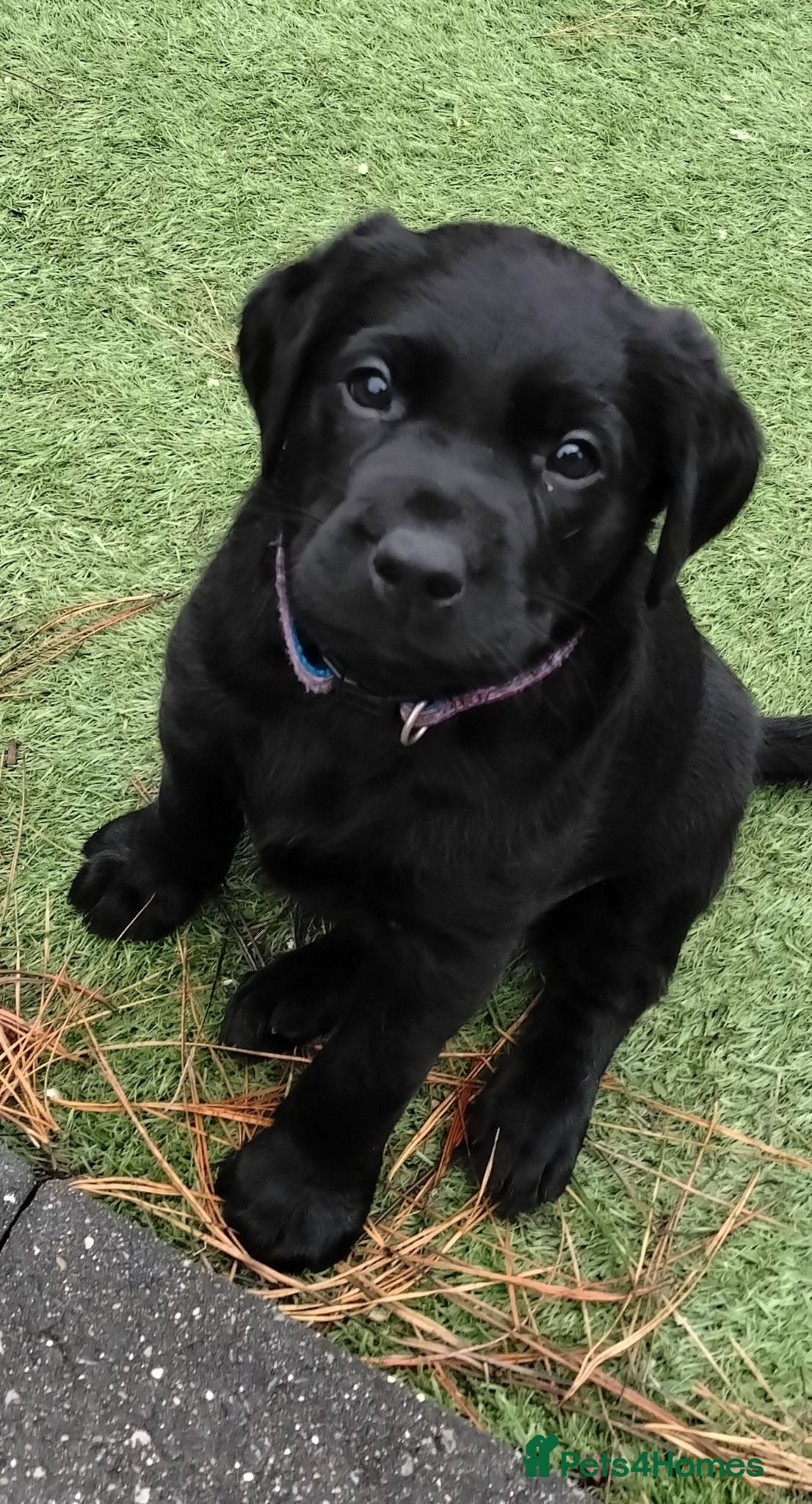 Labrador Retriever dogs Henergy tenessee and Henery Texas. - Advert 16