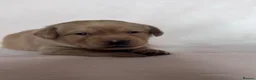 Labrador Retriever dogs for sale: Chunky yellow Labrador pups  - Advert 6