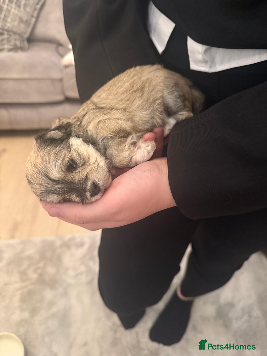 Mixed Breed dogs for sale: Absolutely gorgeous lhatese puppies - Advert 24