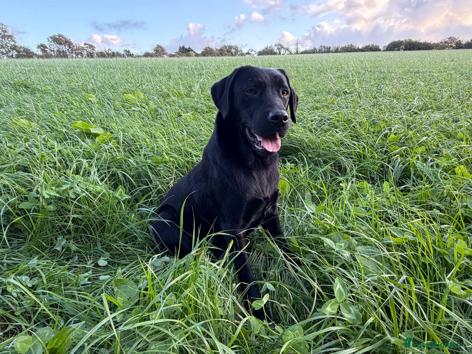 Labrador Retriever dogs for sale: Adult - KC Registered Black Labrador Retriever  - Advert 1