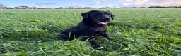 Labrador Retriever dogs for sale: Adult - KC Registered Black Labrador Retriever  - Advert 1