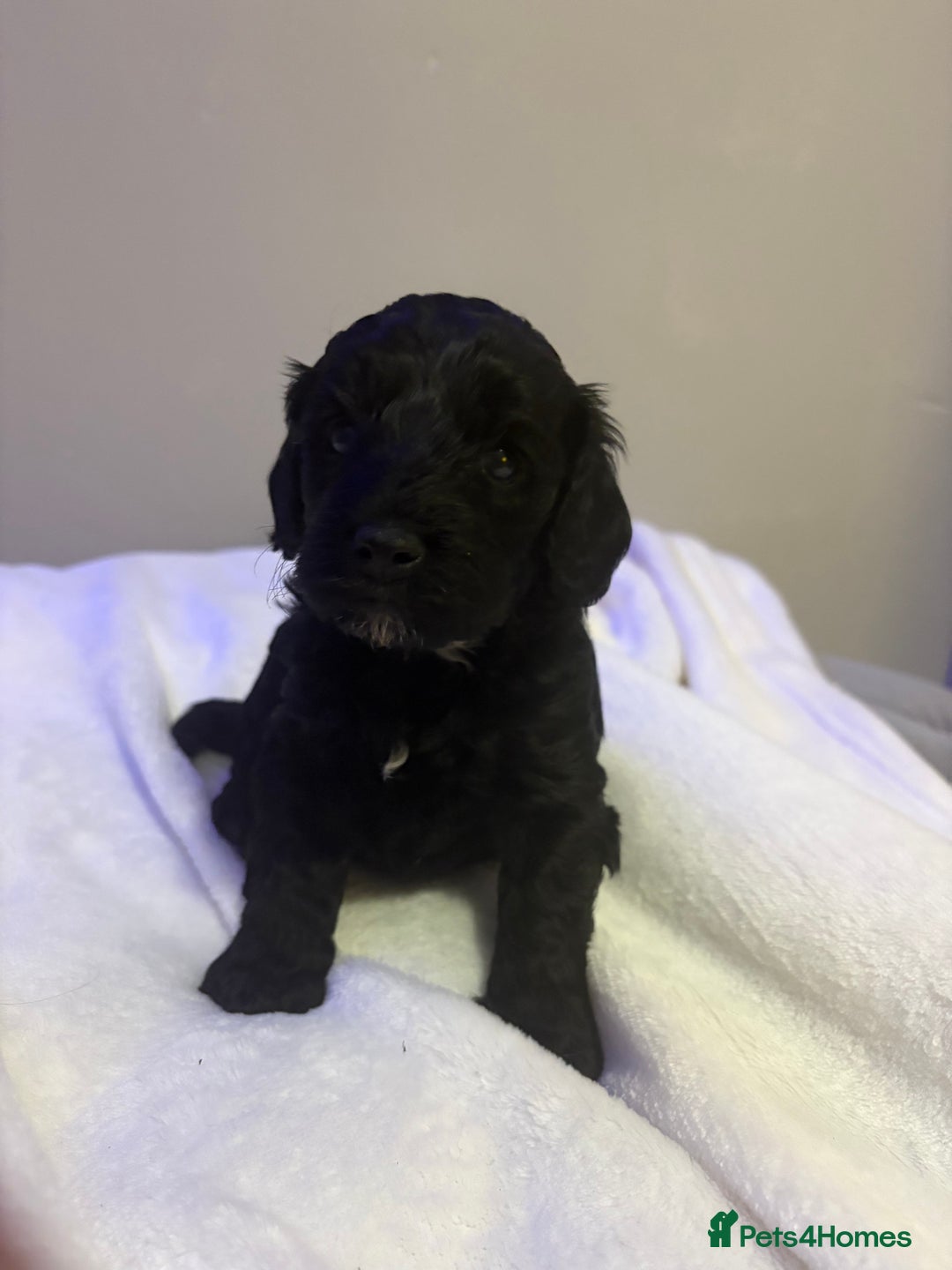 Cavapoo dogs for sale: 2 beautiful cavapoo puppies for sale.  - Advert 7