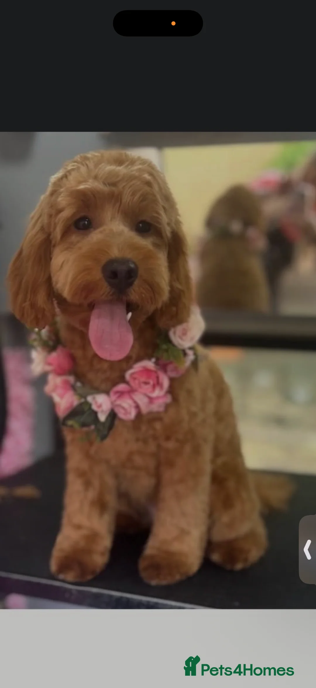 Cockapoo dogs for sale: Apricot cockapoo (Maisie ) - Advert 1