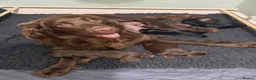 Sprocker dogs for sale: Beautiful Sprocker puppies  - Advert 3
