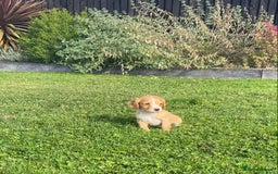 Cocker Spaniel dogs for sale: Cocker spaniel - Image 1