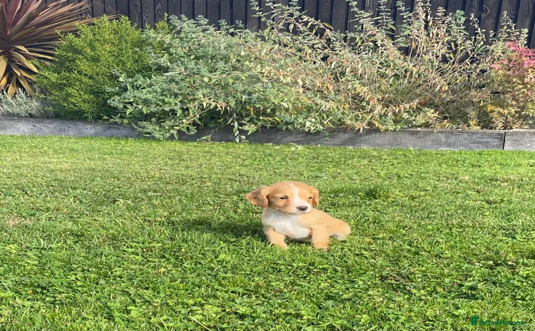Cocker Spaniel dogs - Advert 2