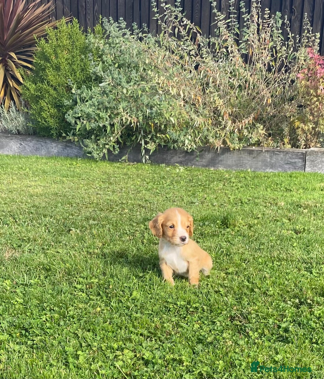 Cocker Spaniel dogs for sale: Cocker spaniel - Image 1