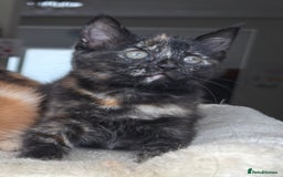 Mixed Breed cats for sale: 1/4 Maincoon dog friendly tortoiseshell girl - Image 5