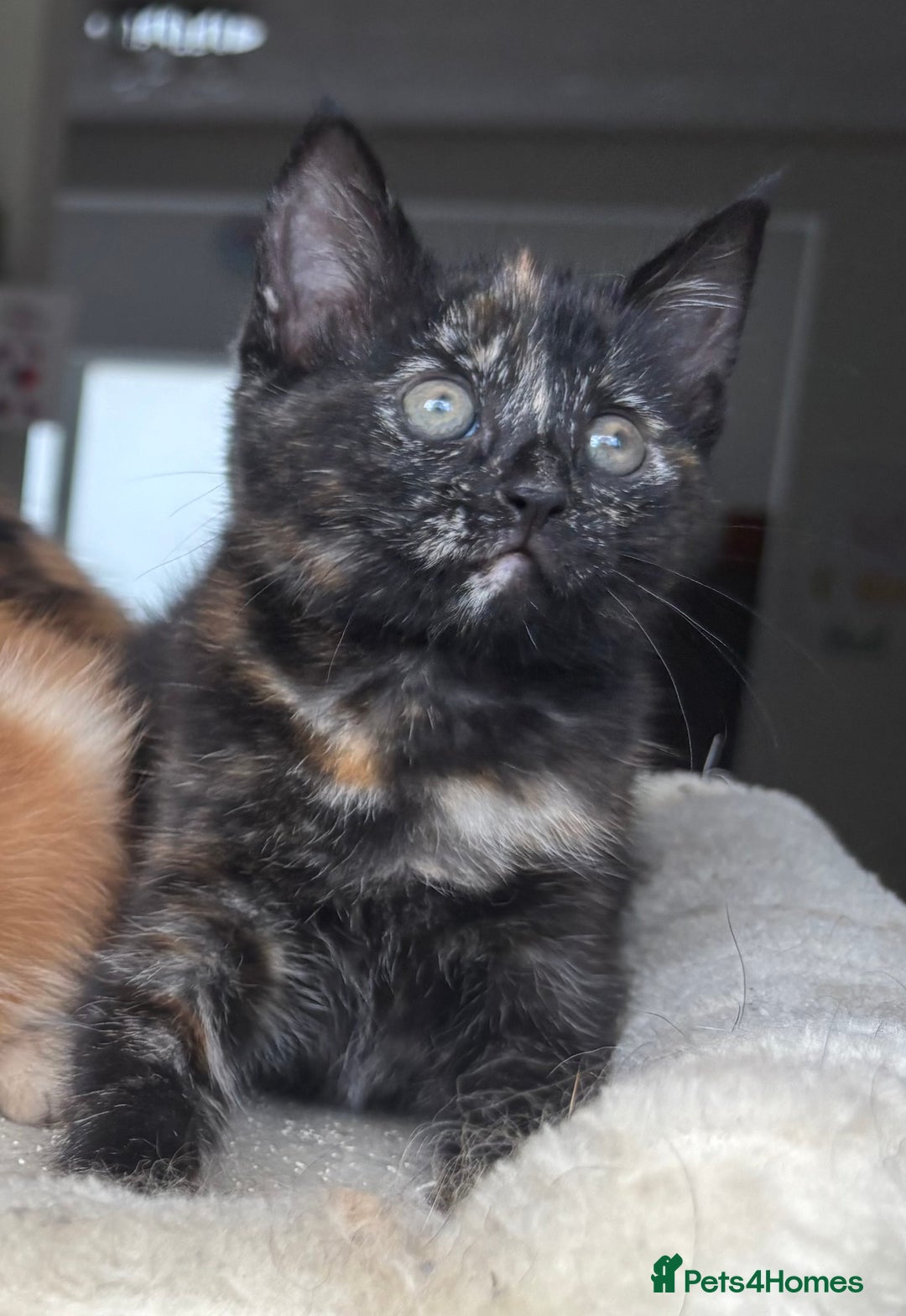 Mixed Breed cats for sale: 1/4 Maincoon dog friendly tortoiseshell girl - Image 5