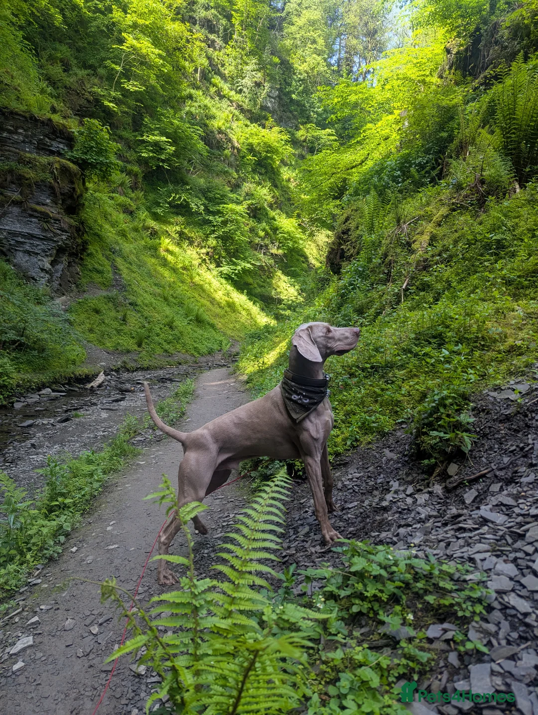 Weimaraner dogs for stud: KC Registered Weimaraner Available for Stud - Advert 2