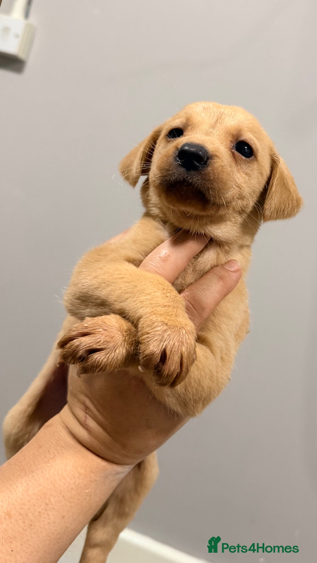 Labrador Retriever dogs for sale: Beautiful, fox red labradors - Advert 8