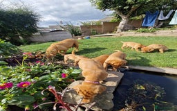 Labrador Retriever dogs for sale: KC Reg Fox-red Lab puppies, working type - Image 13