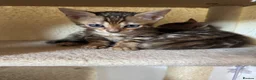 Bengal cats for sale: 💕Rosetted bengal kittens 💕 - Advert 10