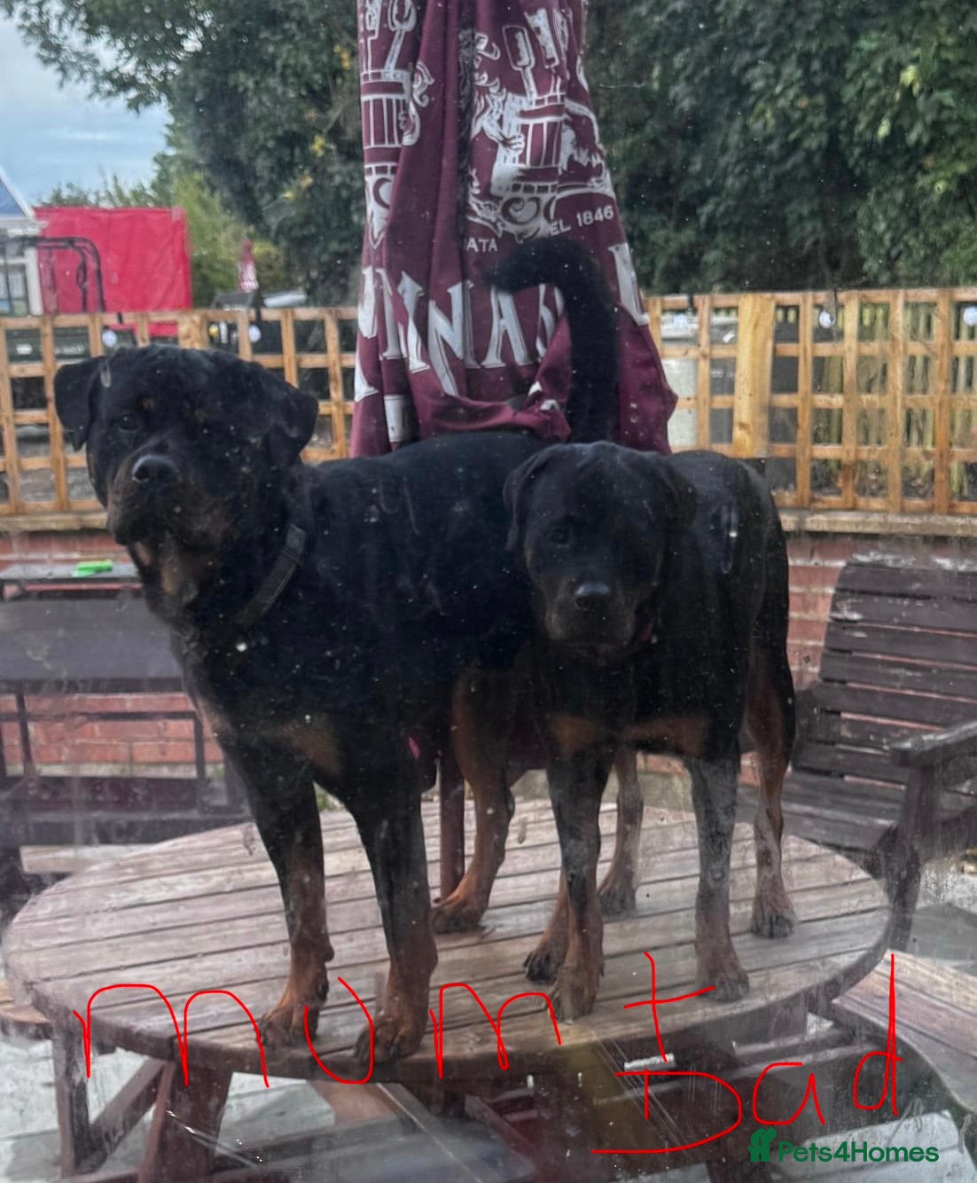 Rottweiler dogs Beautiful Rottweiler puppies for sale  - Advert 1