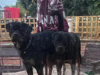 Rottweiler dogs Beautiful Rottweiler puppies for sale - Advert 1