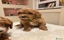 Cavapoo dogs for sale: Outstanding F1B Cavapoo puppies - Image 10