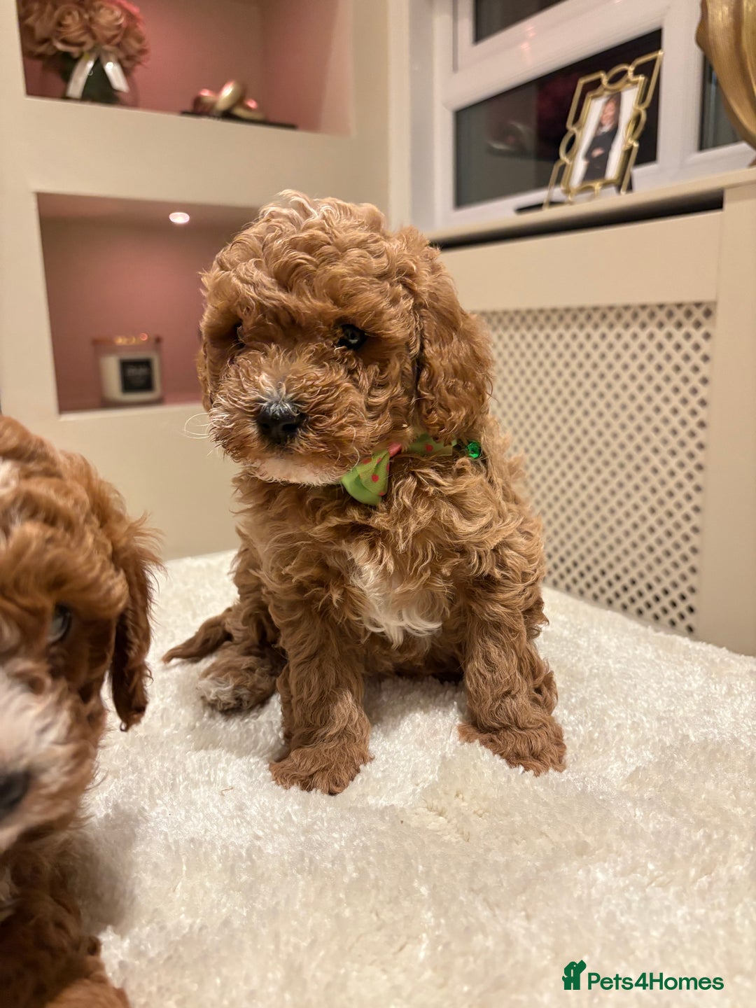Cavapoo dogs for sale: Outstanding F1B Cavapoo puppies - Image 10