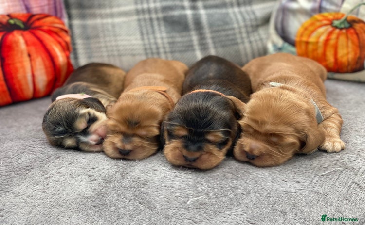 Cocker Spaniel dogs - Advert 13