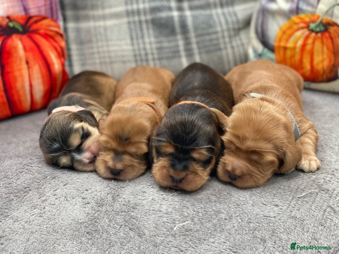 Cocker Spaniel dogs for sale: KC SHOW TYPE COCKER REGISTERED - Advert 3