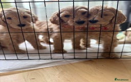 Goldendoodle dogs for sale: READY NOW! F1B golden doodles  - Image 2