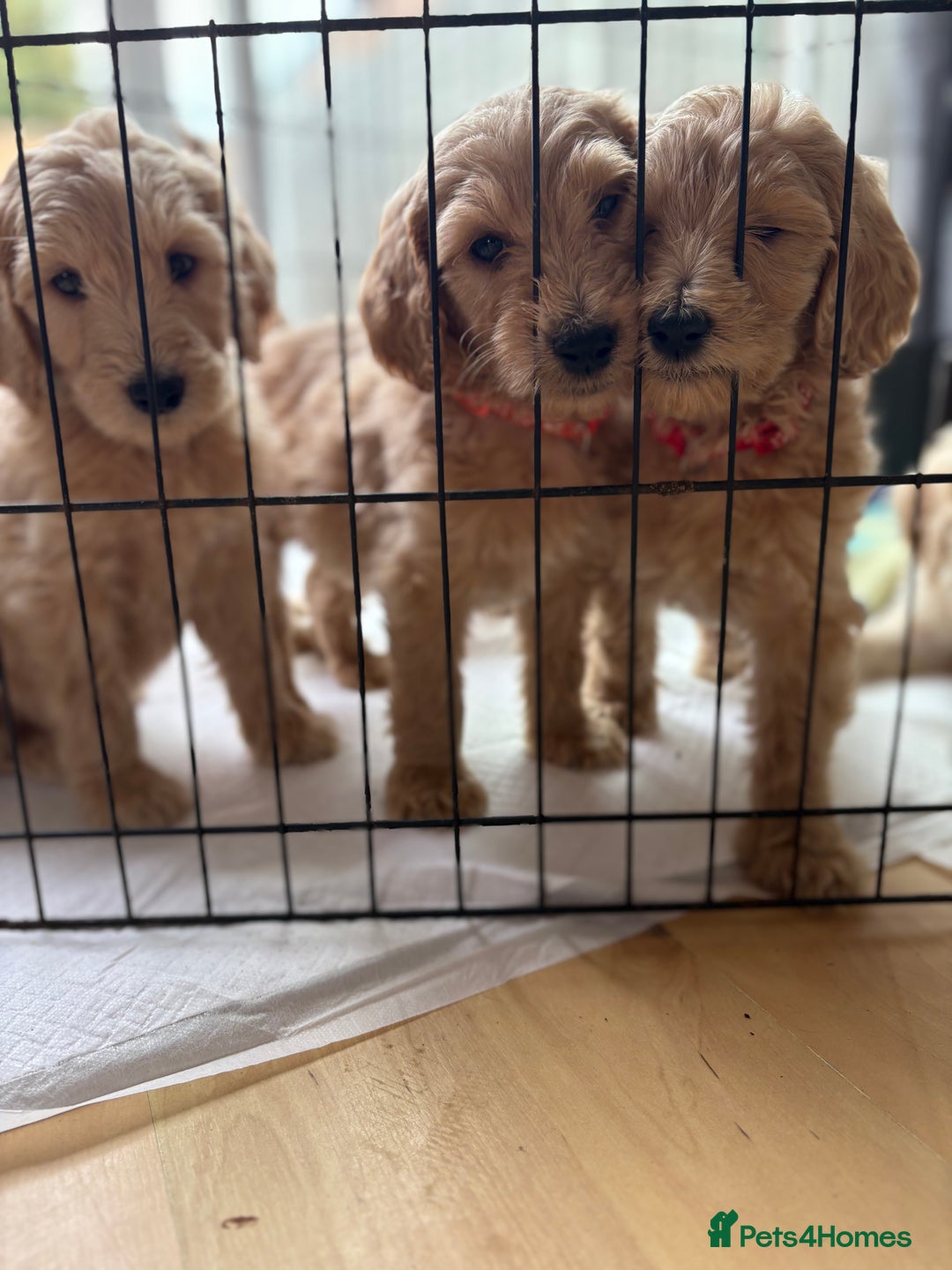 Goldendoodle dogs for sale: READY NOW! F1B golden doodles  - Image 2