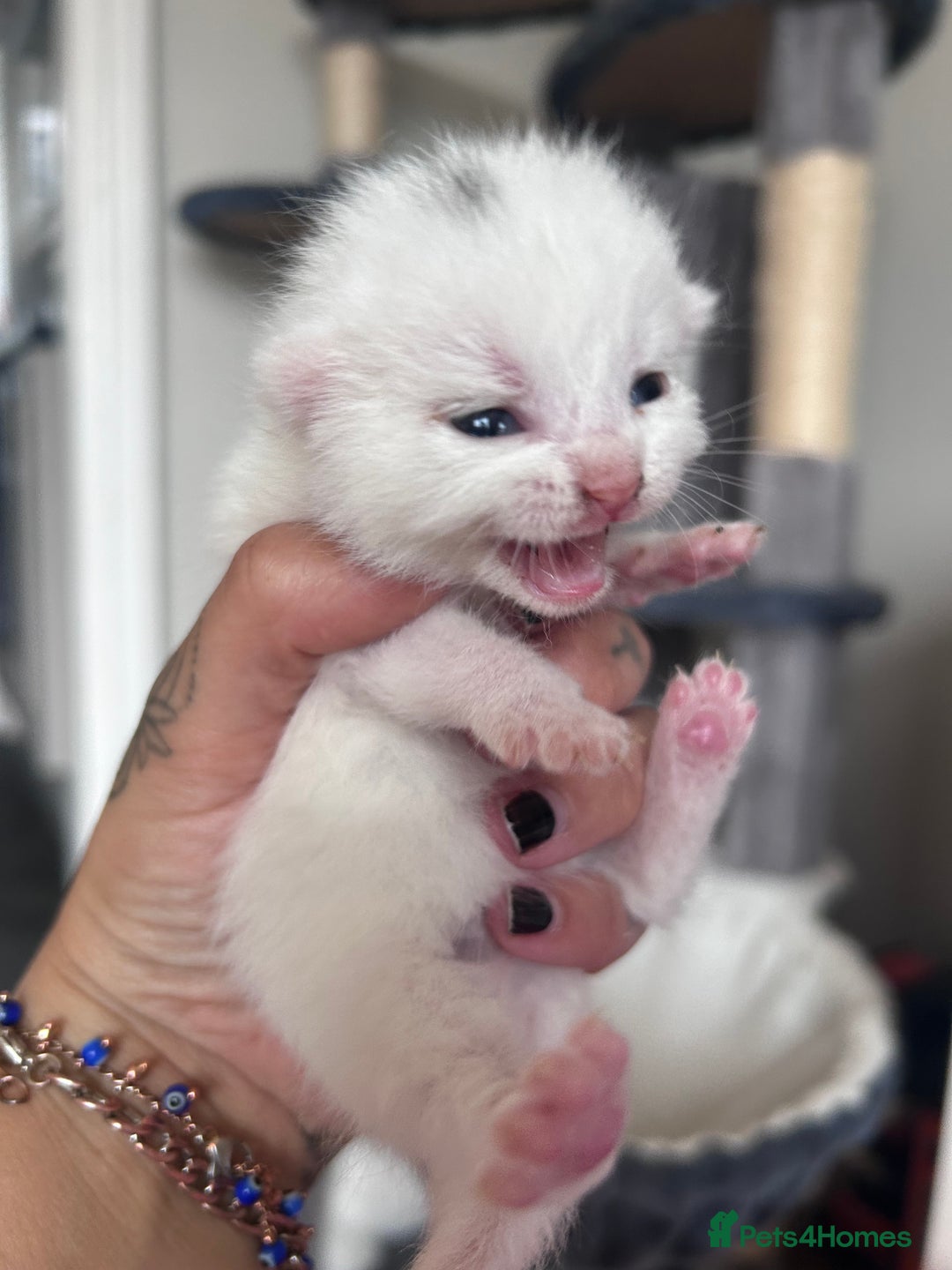 Mixed Breed cats for sale: Beautiful kittens  - Image 5