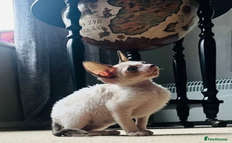 Cornish Rex cats for sale in Witham - Advert 2