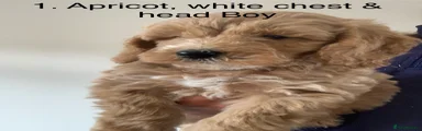 Cockapoo 1