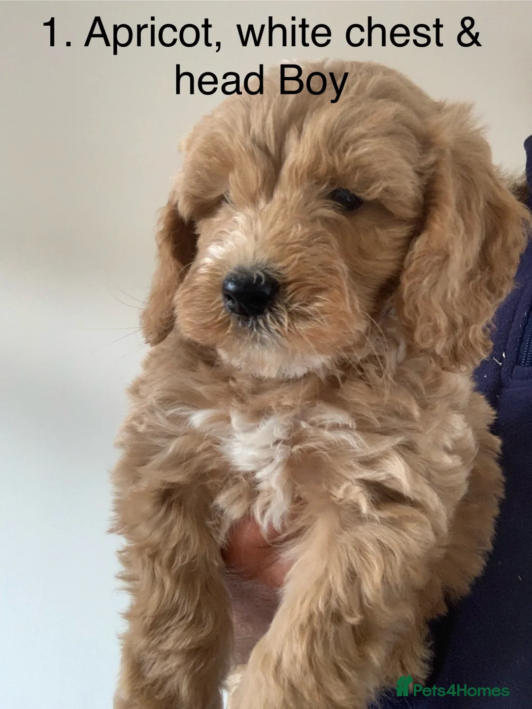 Cockapoo dogs for sale: Beautiful Cockapoo F1 puppies  - Advert 2