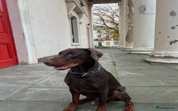 Dobermann dogs for sale: Jupiter - Advert 2