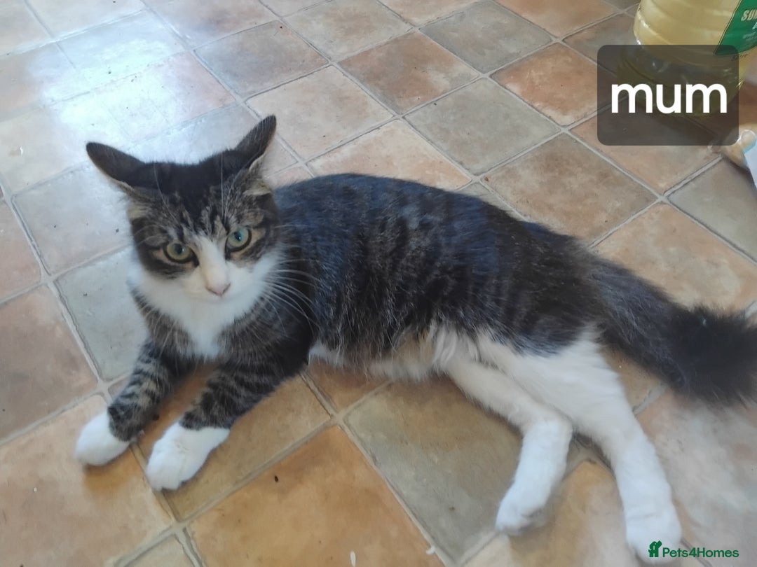 Mixed Breed cats for sale: Mix maine cone kittens  - Image 26